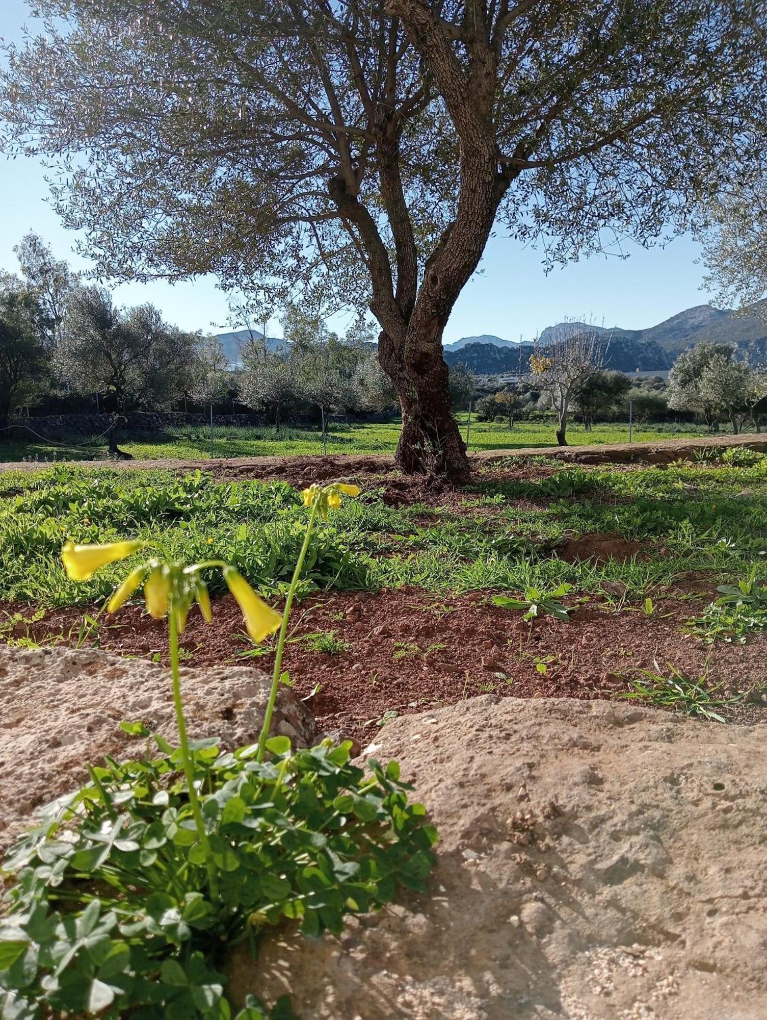 Agriturismo Sa Murta Доргали Экстерьер фото